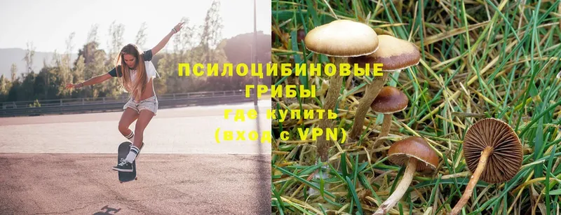 MEGA ТОР  Десногорск  Галлюциногенные грибы Psilocybe 